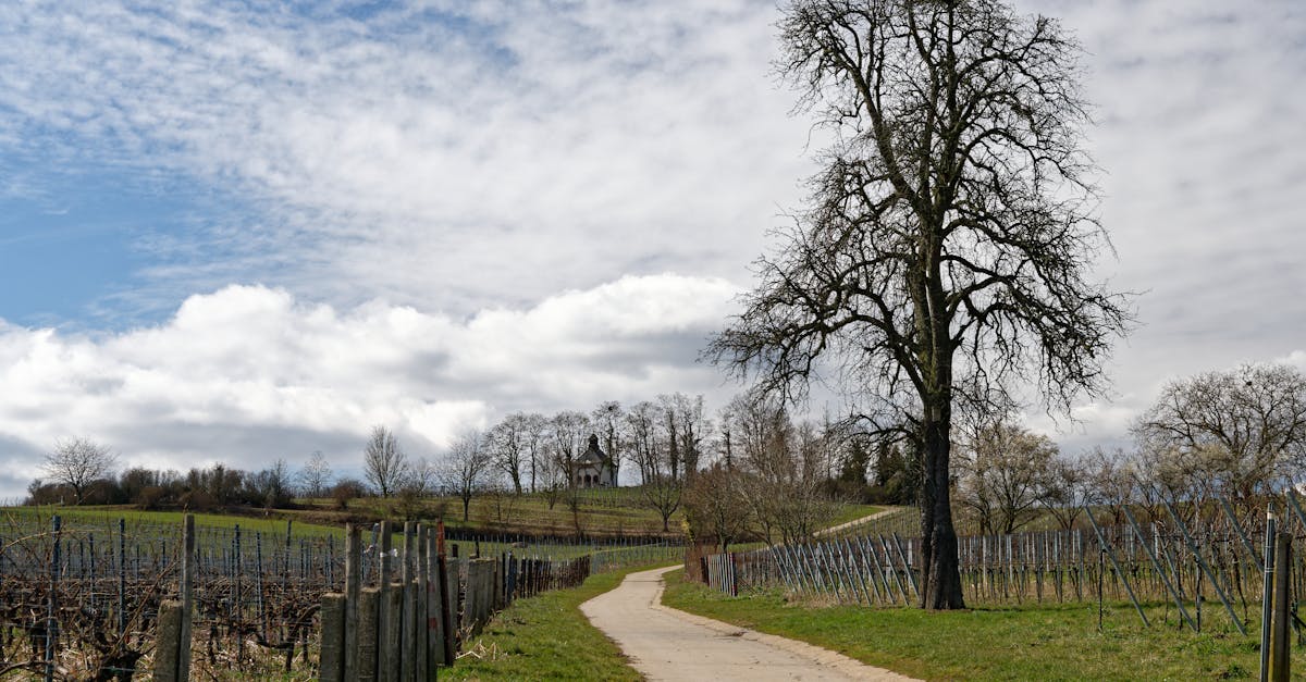 découvrez les vignobles de brouilly en 2026, une destination incontournable pour les amateurs de vin avec des paysages magnifiques et des cépages d'exception.
