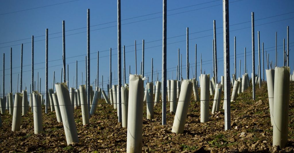 découvrez les vignobles de brouilly en 2026, une région viticole d'exception reconnue pour ses vins rouges élégants et ses paysages pittoresques du beaujolais.