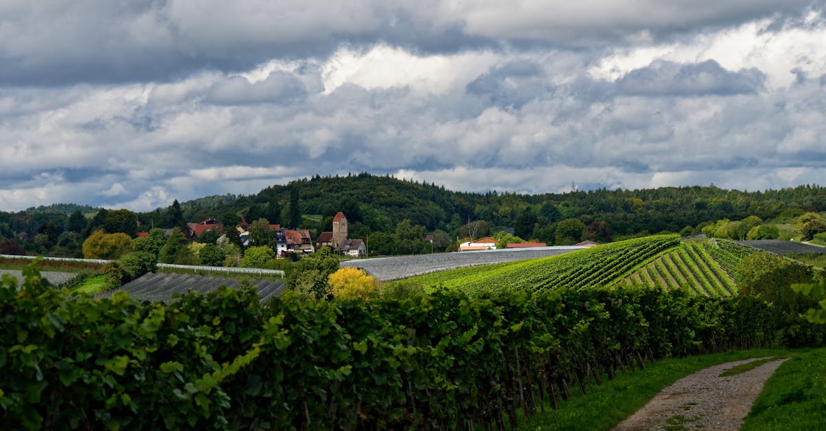 découvrez les vignobles de brouilly en 2026, une expérience unique au cœur des collines du beaujolais, offrant des vins d'exception et des paysages pittoresques.