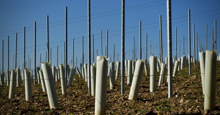 découvrez les vignobles de brouilly en 2026, une région viticole d'exception reconnue pour ses vins rouges élégants et ses paysages pittoresques du beaujolais.