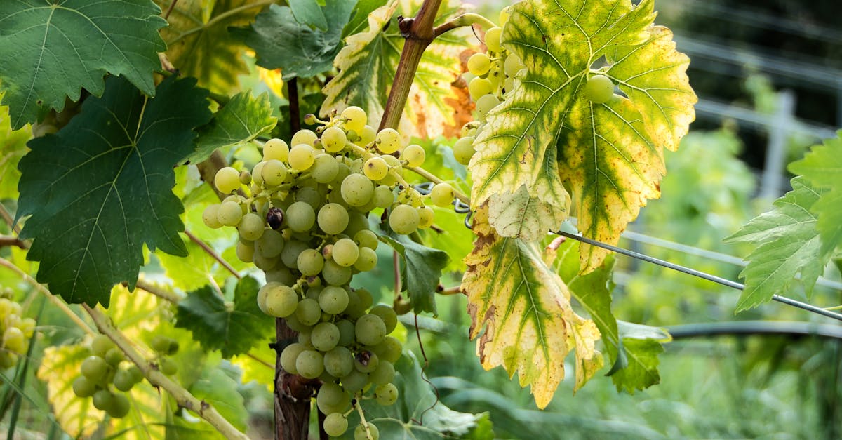 découvrez tout sur le chardonnay, cépage emblématique, ses saveurs, ses régions de production et les meilleurs accords mets-vins.