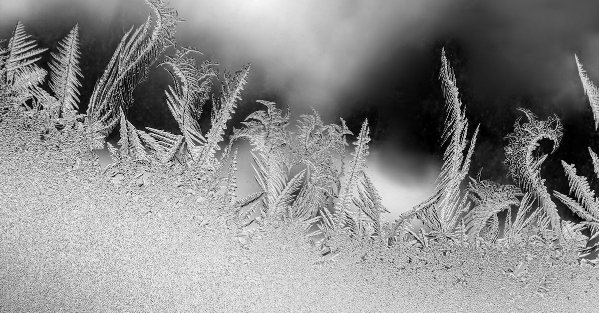 découvrez tout sur le givre : formation, effets et conseils pour protéger vos plantes et surfaces du gel.