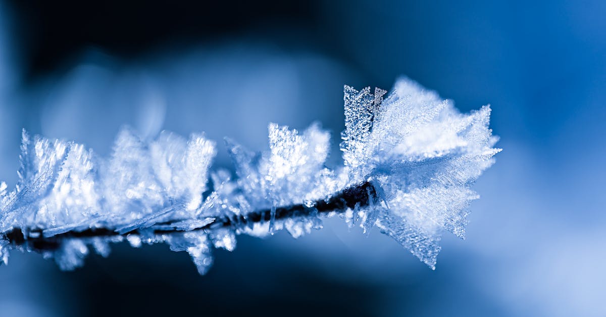 découvrez tout sur le gel et le givre, leurs effets et comment les prévenir efficacement.