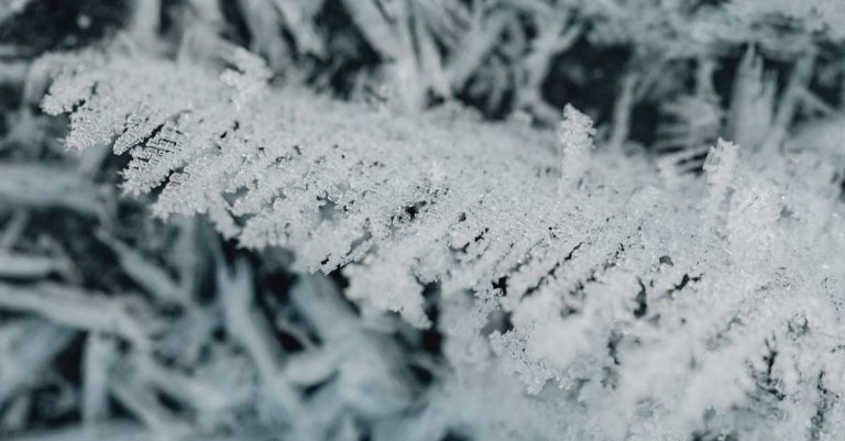 découvrez tout sur le gel et les phénomènes de givrage : causes, effets et conseils pour protéger vos plantes et vos installations.