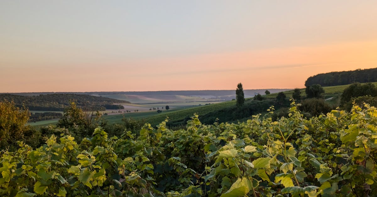 découvrez notre sélection exclusive de grands crus, des vins d'exception qui sauront ravir les amateurs et les connaisseurs.