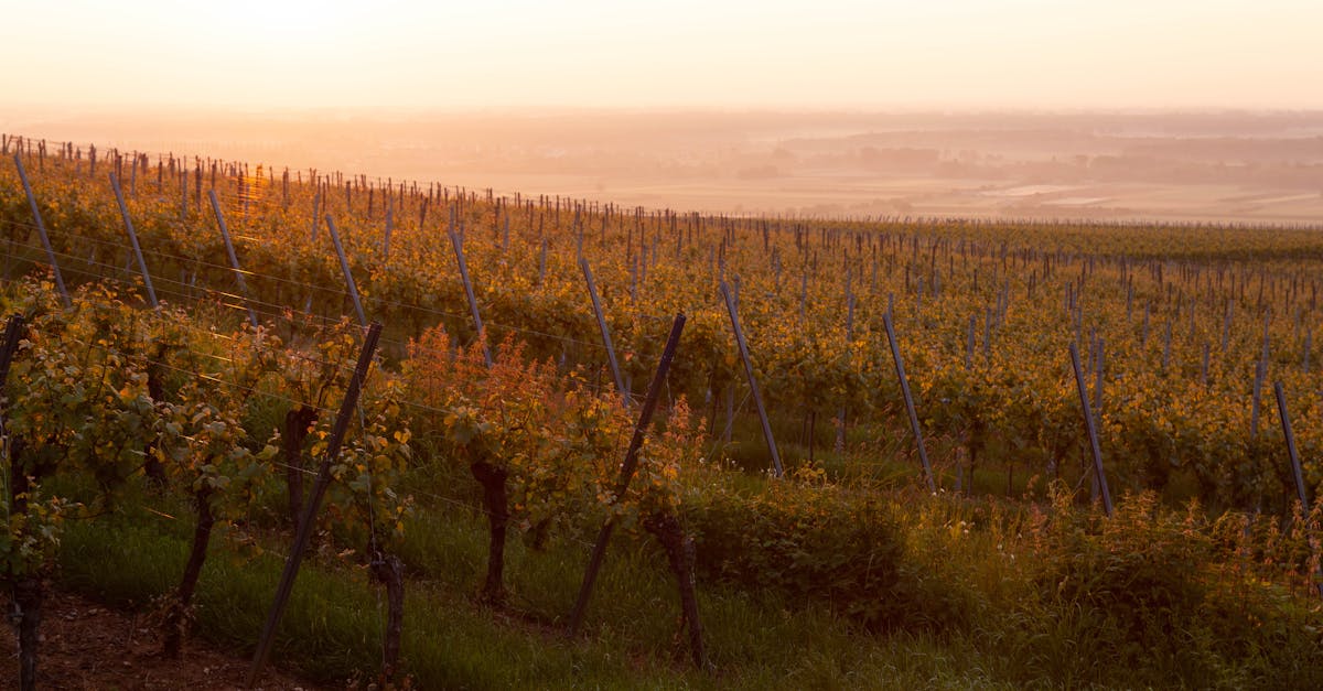 découvrez notre sélection exceptionnelle de grands crus, des vins prestigieux aux saveurs uniques, parfaits pour les amateurs et connaisseurs.