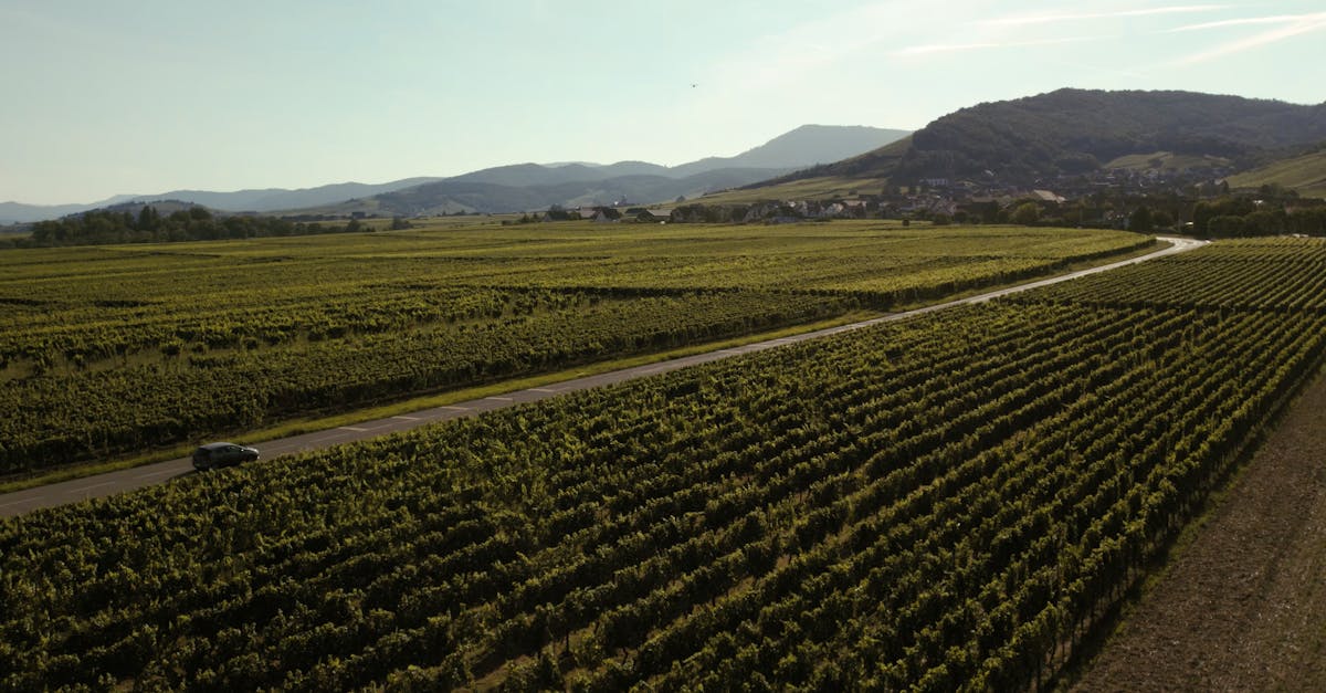 découvrez notre sélection exceptionnelle de grands crus, des vins d'exception aux saveurs uniques pour les amateurs et connaisseurs.