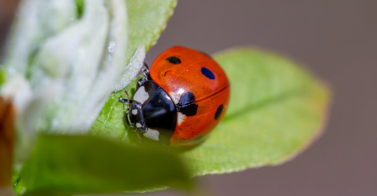 découvrez tout sur les coccinelles, ces petits insectes colorés bénéfiques pour les jardins, appréciés pour leur rôle naturel dans la lutte contre les pucerons.