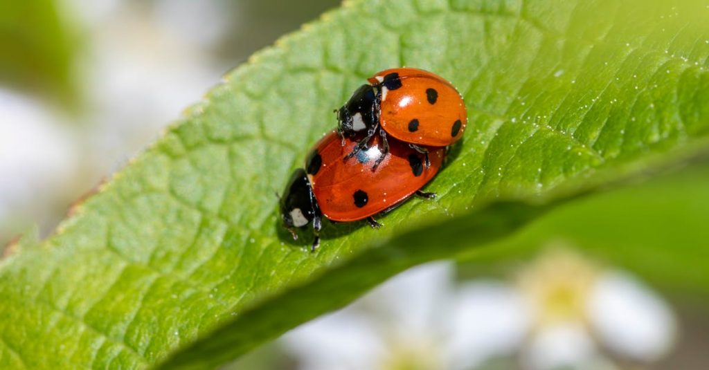 découvrez tout sur les coccinelles : leur habitat, leur rôle dans la nature et comment elles protègent vos plantes naturellement.