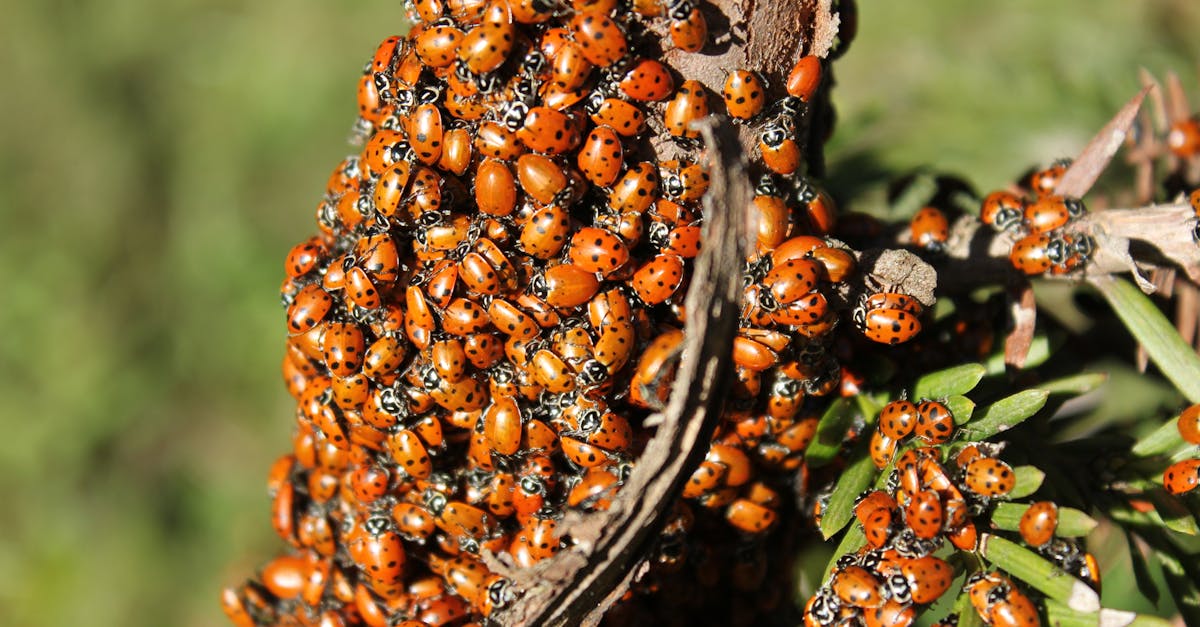 découvrez tout sur les coccinelles : leur habitat, rôle écologique et conseils pour les observer dans votre jardin.