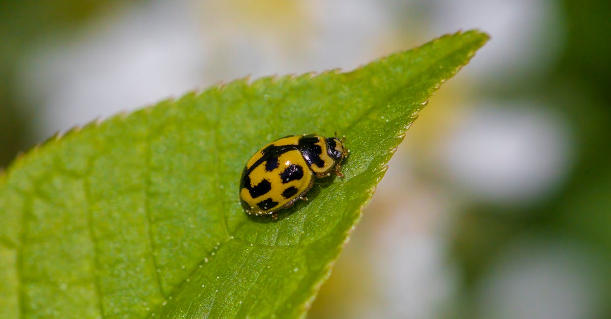 découvrez le monde fascinant des coccinelles : petits insectes colorés, amis des jardins et symboles de chance.