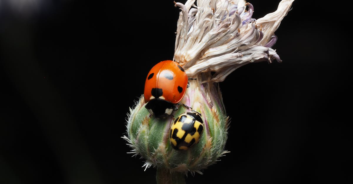 découvrez tout sur les coccinelles : leurs caractéristiques, leur rôle dans l'écosystème et comment les observer dans la nature.
