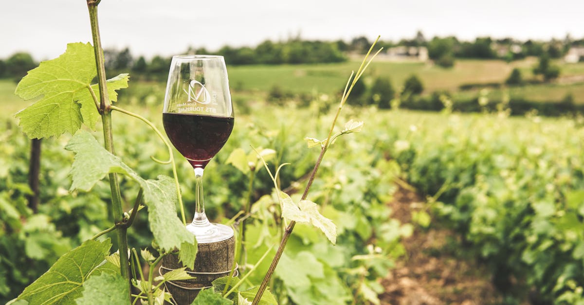découvrez les vins du mâconnais, une région viticole renommée de bourgogne, connue pour ses appellations riches en saveurs et son savoir-faire traditionnel.