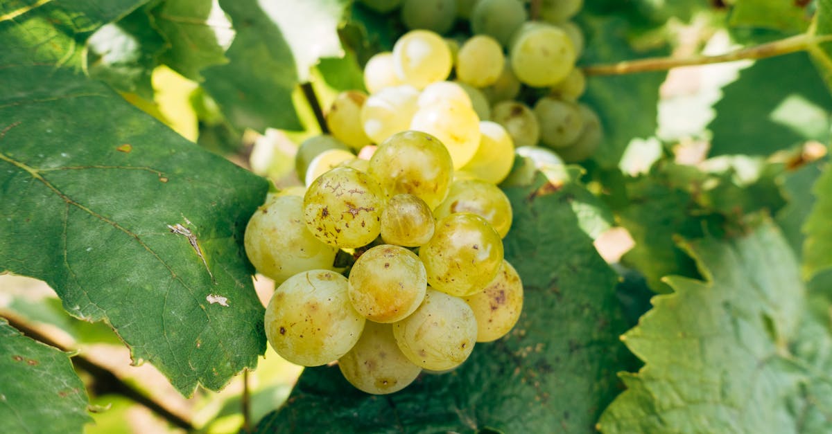 découvrez le vermentino, un cépage blanc méditerranéen reconnu pour ses arômes frais et fruités, idéal pour accompagner vos plats de poisson et fruits de mer.