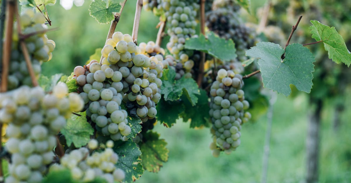 découvrez le vermentino, un cépage blanc typique de la méditerranée, apprécié pour ses vins frais et aromatiques aux notes d'agrumes et de fleurs.