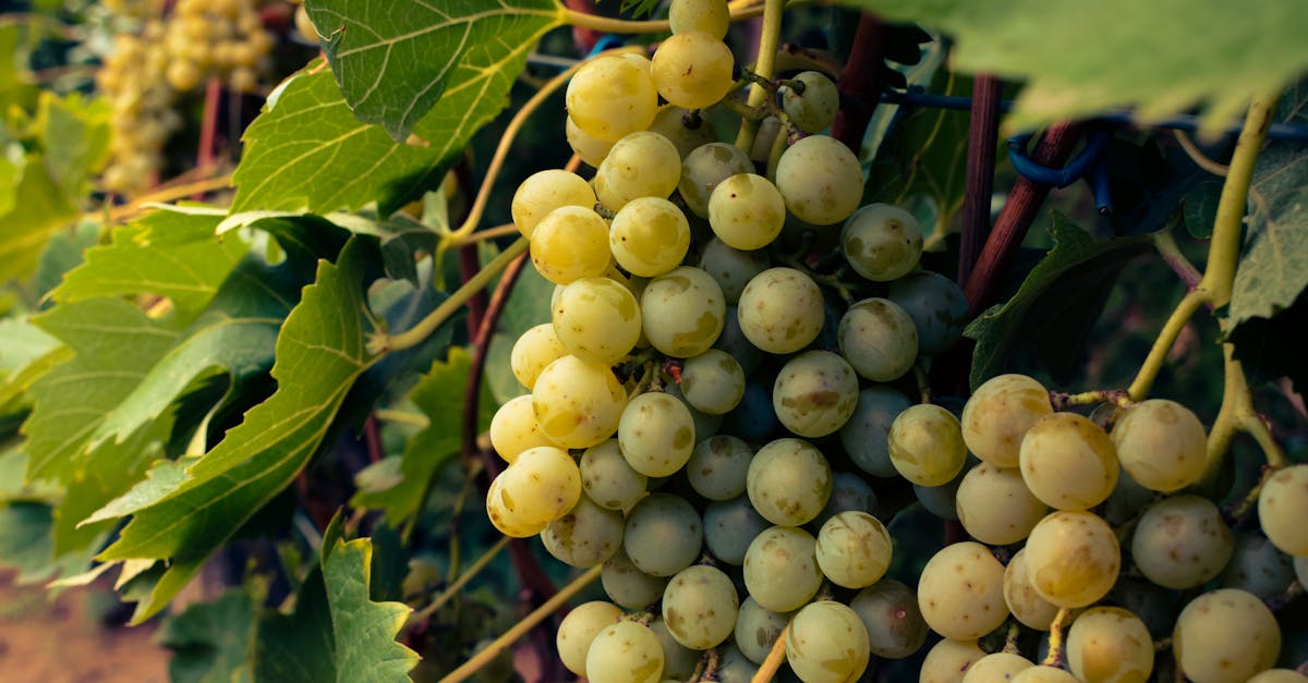 découvrez le vermentino, un cépage blanc méditerranéen aux arômes frais et fruités, idéal pour accompagner vos plats de poissons et fruits de mer.