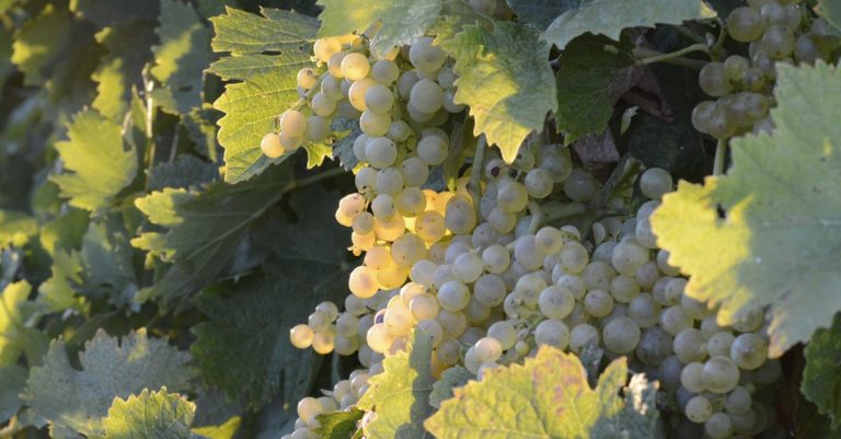 découvrez le vermentino, un cépage blanc méditerranéen reconnu pour ses arômes frais et fruités, idéal pour accompagner vos plats de poisson et fruits de mer.