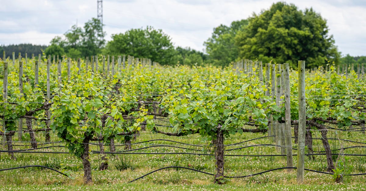 découvrez les vignobles exceptionnels offrant des paysages pittoresques, des cépages variés et des dégustations de vins authentiques.