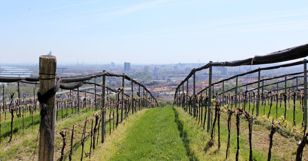 découvrez les vignobles magnifiques, explorez les terres viticoles riches et savourez les meilleurs crus de la région.