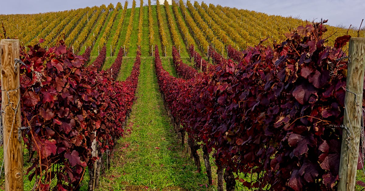 découvrez l'univers des vignobles, leurs paysages pittoresques, leurs cépages uniques et l'art de la viticulture pour savourer des vins d'exception.