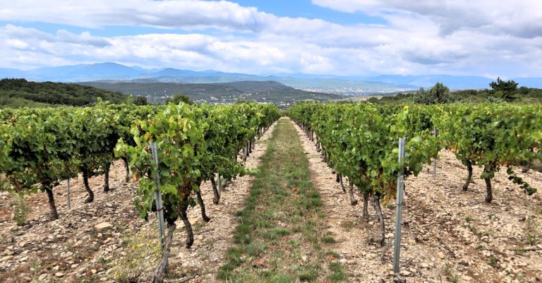 découvrez les magnifiques vignobles, leurs terroirs uniques et les meilleures régions pour déguster des vins d'exception.