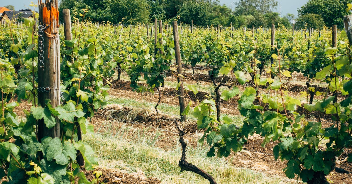 découvrez les paysages magnifiques des vignobles, leurs cépages variés et les secrets de la vinification pour une expérience authentique et gourmande.