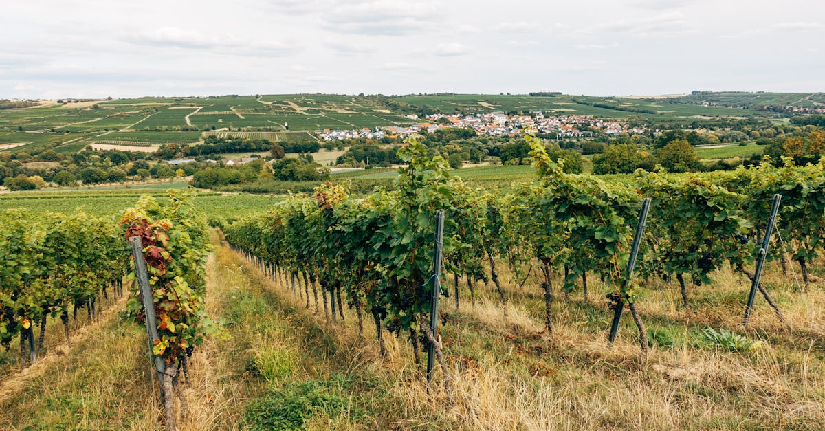 découvrez les magnifiques vignobles, lieux de production du vin alliant tradition et savoir-faire pour des crus d'exception.