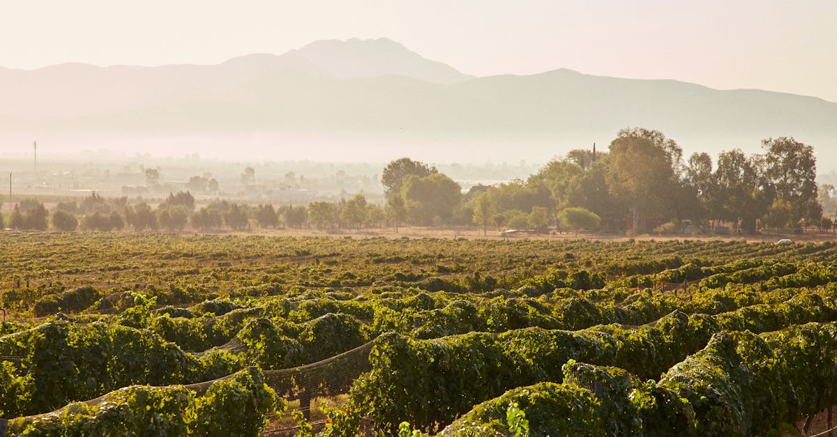 découvrez les vignobles magnifiques, leur histoire, leurs cépages et les meilleures pratiques de dégustation pour les amateurs de vin.