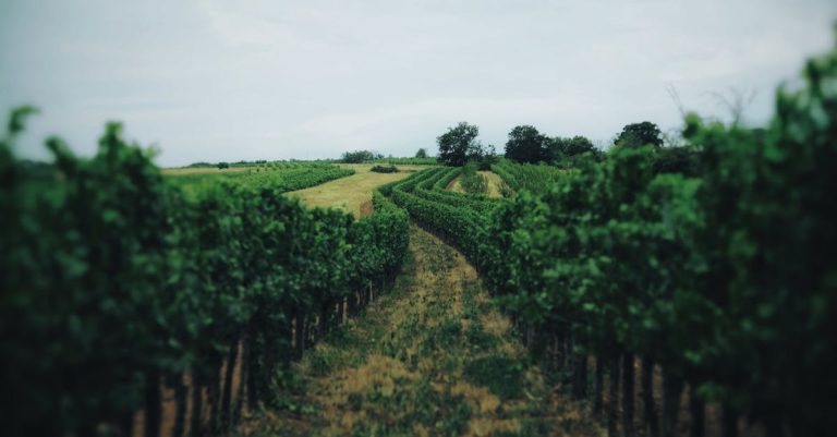 découvrez la beauté des vignobles, lieux où la nature et la tradition se rencontrent pour créer des vins d'exception.