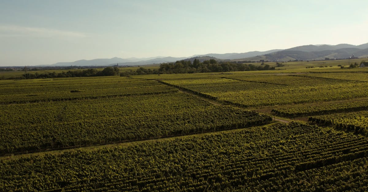 découvrez les vins blancs d'alsace, célèbres pour leur fraîcheur, leurs arômes floraux et fruités, et leur élégance unique.