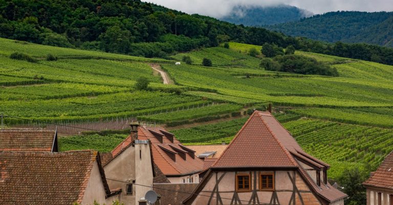 découvrez les vins blancs d'alsace, célèbres pour leur fraîcheur, leur élégance et leurs arômes uniques, parfaits pour accompagner vos repas.