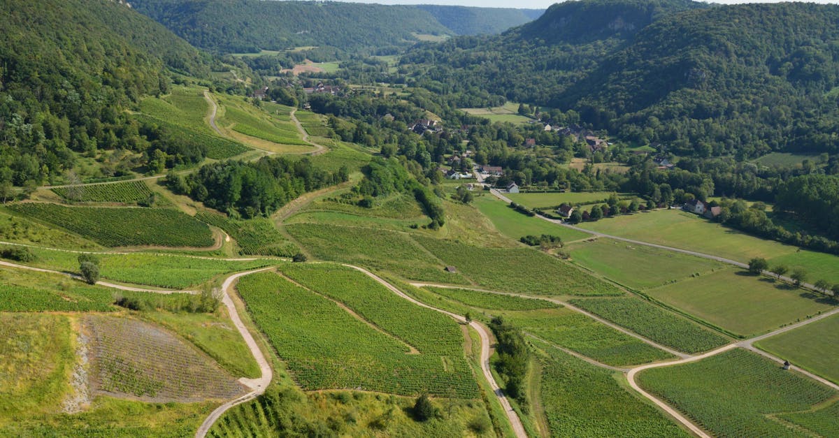 découvrez l'appellation beaujolais, ses vignobles réputés et ses vins fruités typiques du sud de la bourgogne, en france.