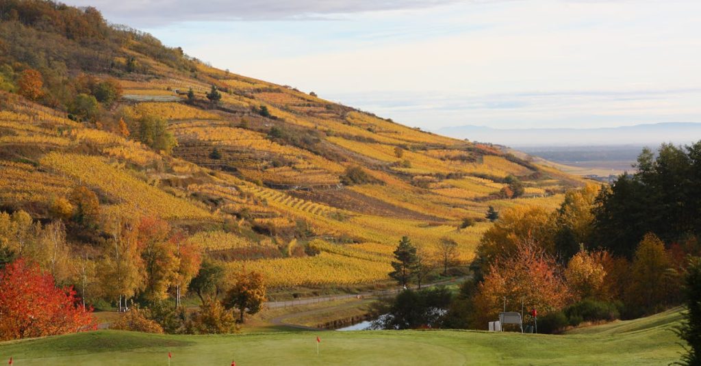 découvrez l'appellation beaujolais, célèbre pour ses vins rouges fruités et légers issus de la région viticole du beaujolais en france.