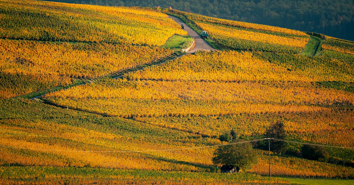 découvrez l'appellation beaujolais, réputée pour ses vins rouges fruités et légers issus du sud de la bourgogne. explorez ses terroirs uniques et ses cépages emblématiques.