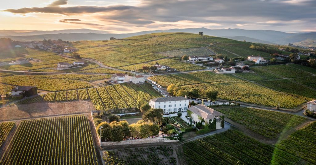 découvrez le beaujolais nouveau 2026, un vin jeune et fruité parfait pour célébrer l'arrivée de la nouvelle récolte avec convivialité et gourmandise.