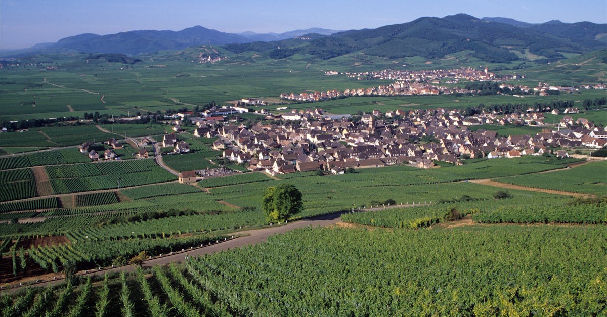 découvrez le beaujolais nouveau 2026, un vin fruité et frais, parfait pour célébrer l'arrivée de la nouvelle récolte avec convivialité et traditions.