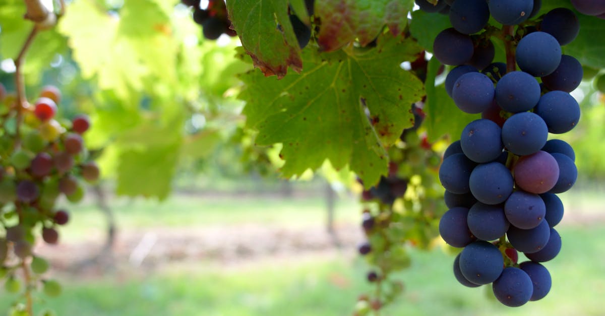 découvrez les caractéristiques, les saveurs et les origines du cépage bordeaux, utilisé dans certains des meilleurs vins de la région bordelaise.