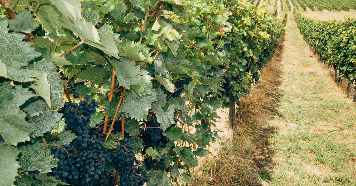 découvrez le cépage bordeaux, réputé pour ses vins élégants et riches en arômes, emblématique de la région viticole de bordeaux en france.