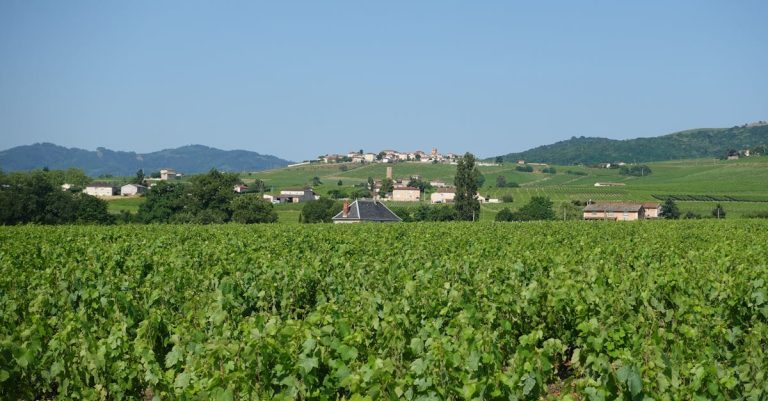 découvrez nos vins blancs de bourgogne, caractérisés par leur élégance et leurs arômes raffinés, parfaits pour accompagner vos repas et moments de dégustation.