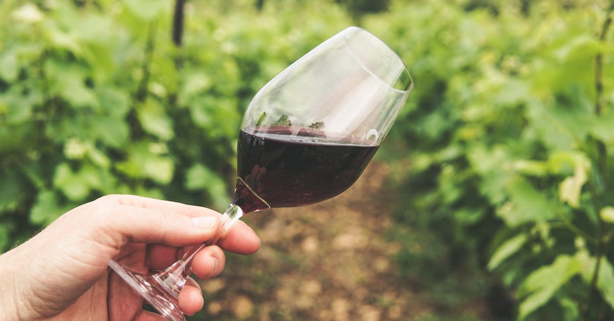 découvrez le vin rouge de chinon, un vin élégant et authentique de la vallée de la loire, reconnu pour ses arômes fruités et sa belle structure tannique.