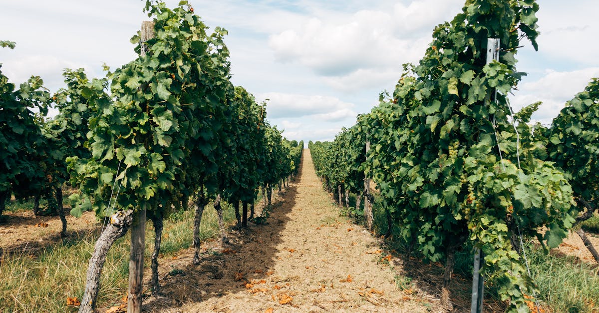 découvrez le vin de chinon, un cru de la vallée de la loire réputé pour ses saveurs riches et son élégance. parfait pour accompagner vos repas et moments de convivialité.