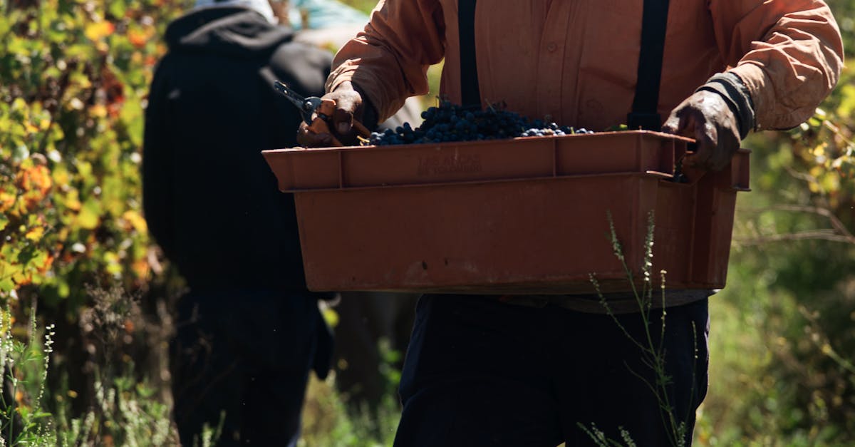 découvrez les producteurs de vin des côtes de brouilly, réputés pour leurs crus authentiques et raffinés issus du terroir du beaujolais.