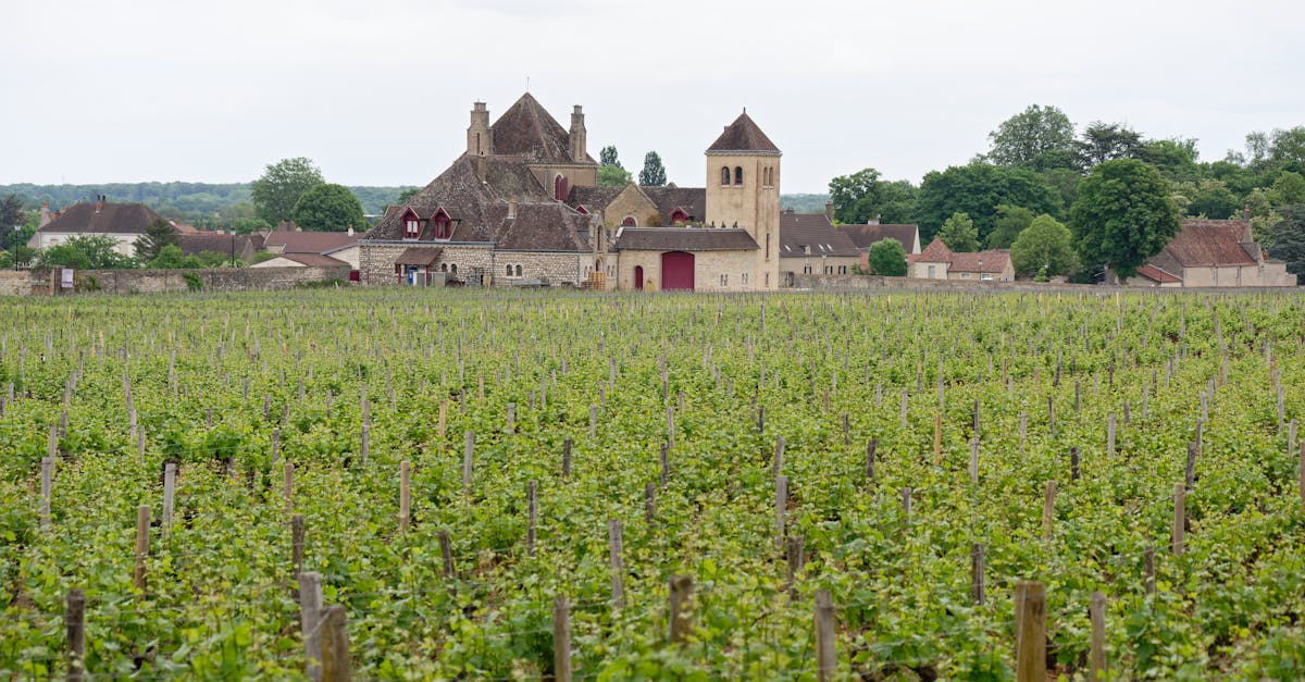 découvrez les régions viticoles françaises, leurs cépages uniques et leurs vins renommés à travers toute la france.