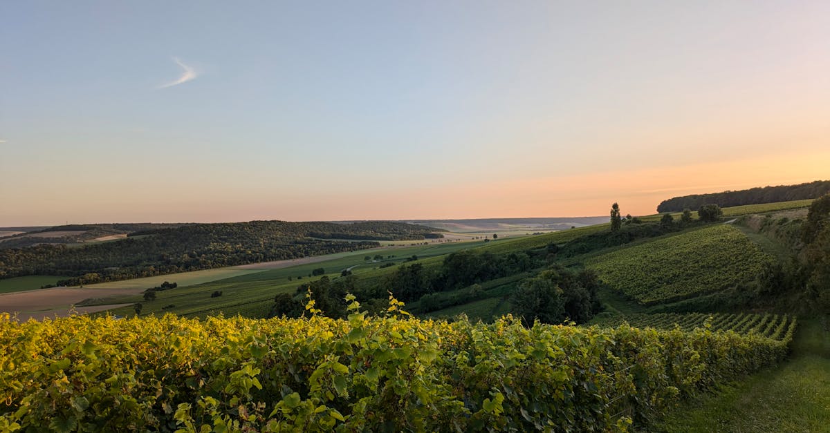 découvrez les régions viticoles françaises, leurs cépages emblématiques et les saveurs uniques qui font la renommée des vins de france.
