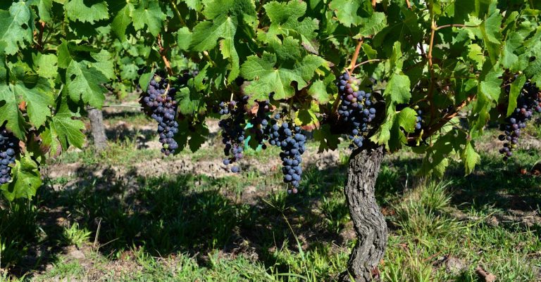 découvrez les régions viticoles françaises, leurs cépages emblématiques et les vins uniques qui font la renommée mondiale de la france.