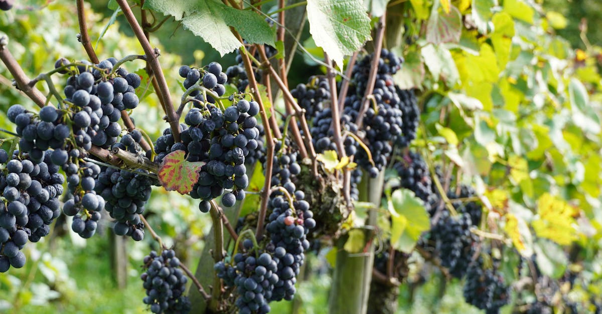 découvrez les différentes variétés de raisins utilisées pour la viticulture, leurs caractéristiques uniques et leur influence sur les saveurs des vins.