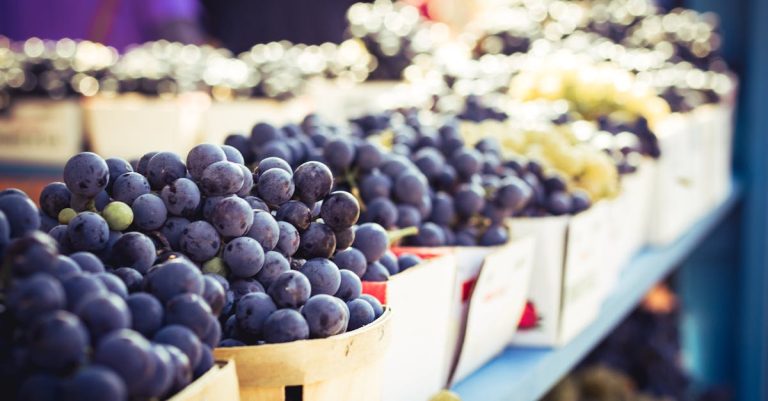 découvrez les différentes variétés de raisins, leurs caractéristiques uniques et leurs utilisations en viticulture et gastronomie.
