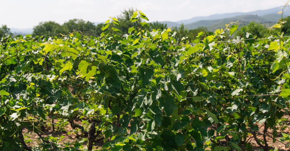 découvrez les principales maladies de la vigne, leurs symptômes, causes et méthodes de prévention pour protéger efficacement vos vignes.