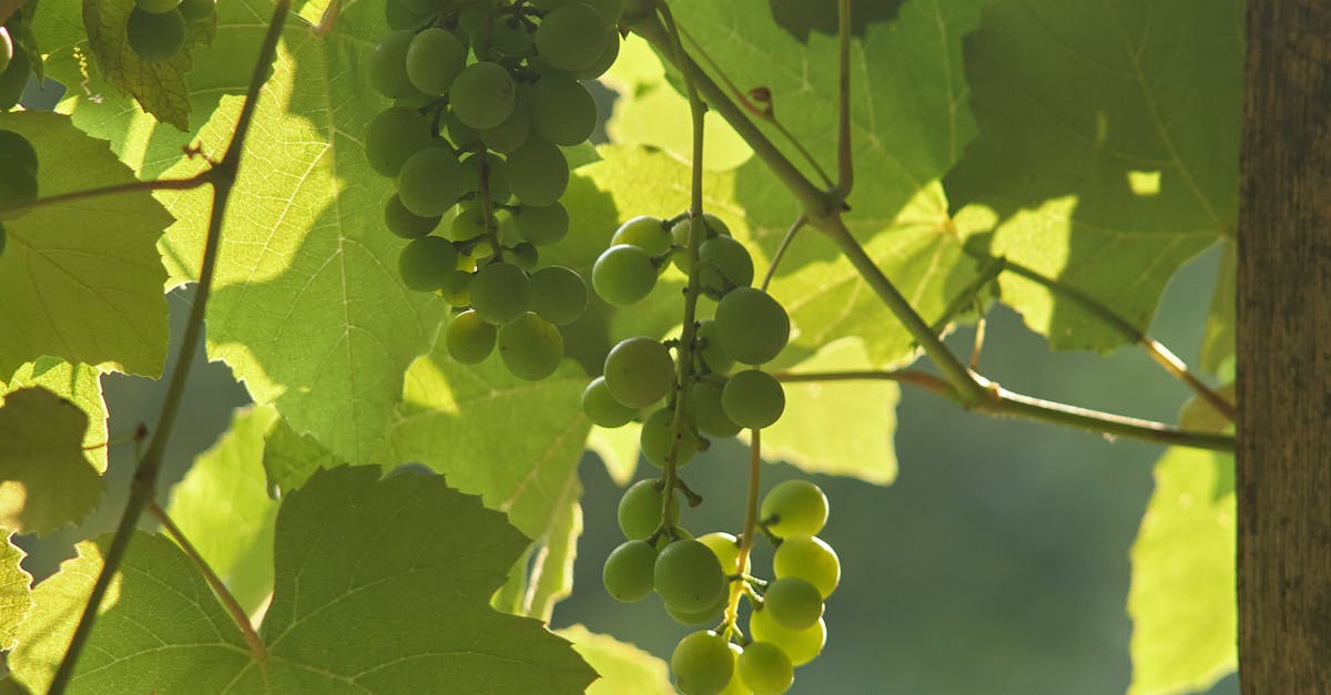 découvrez les principales maladies de la vigne, leurs symptômes, causes et méthodes de prévention pour protéger votre vignoble efficacement.