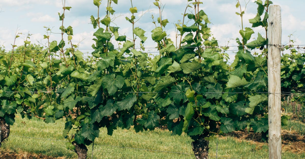 découvrez les maladies de la vigne, leurs symptômes, causes et méthodes de prévention pour protéger vos vignobles et assurer une récolte saine et abondante.